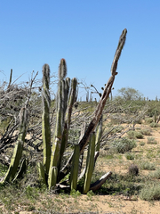 Lophocereus schottii