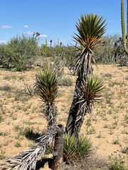 Yucca valida