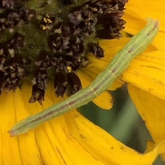 Chlorochlamys chloroleucaria