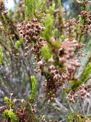 Erica rubiginosa