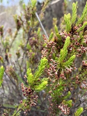 Erica rubiginosa