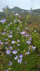 Psoralea