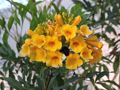 Xylocopa griswoldi