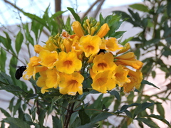 Xylocopa griswoldi