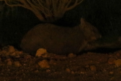 Lasiorhinus latifrons