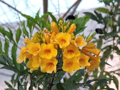 Xylocopa griswoldi