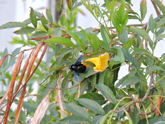 Xylocopa griswoldi