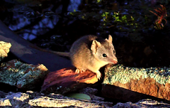 Antechinus flavipes