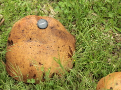 Phlebopus marginatus