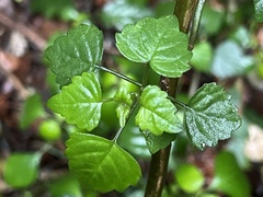 Plectranthus saccatus