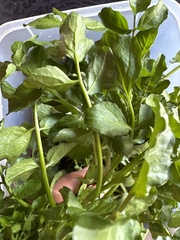 Nasturtium microphyllum