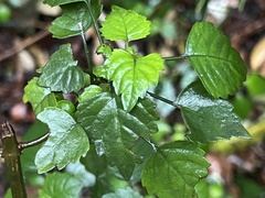 Plectranthus saccatus