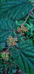 Cissus discolor