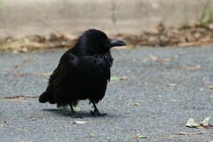Corvus coronoides