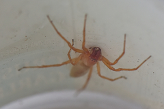 Clubionidae