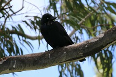 Corvus coronoides