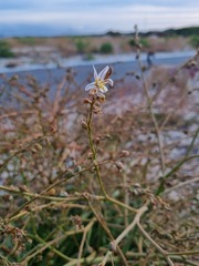 Trachyandra divaricata