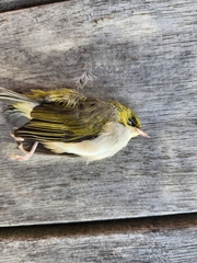 Zosterops lateralis lateralis