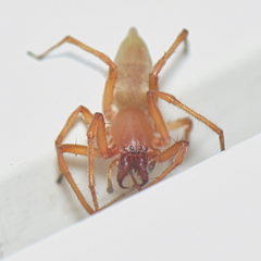 Clubionidae