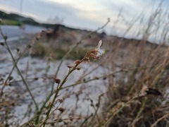 Trachyandra divaricata