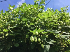 Humulus