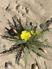 Eulobus sceptrostigma