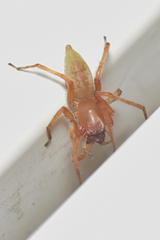 Clubionidae