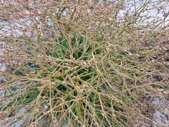 Trachyandra divaricata