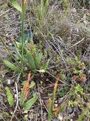Tritoniopsis flexuosa