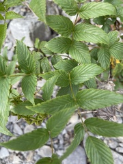 Rubus fraxinifolius