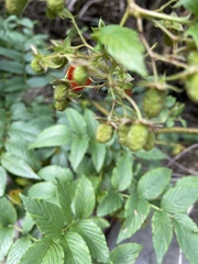 Rubus fraxinifolius