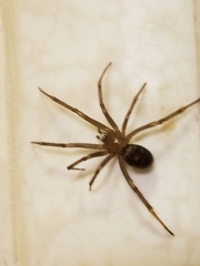Steatoda