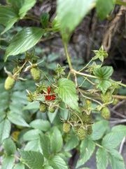 Rubus fraxinifolius