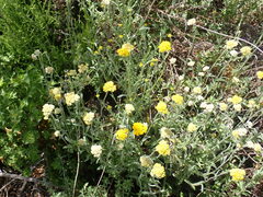 Helichrysum splendidum
