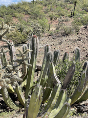Lophocereus schottii