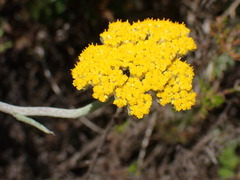 Helichrysum splendidum