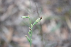 Calochilus robertsonii