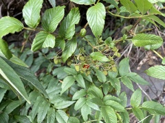 Rubus fraxinifolius