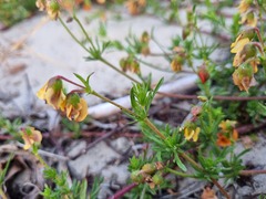 Hermannia pinnata
