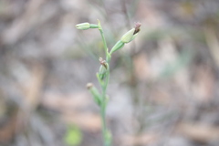 Calochilus robertsonii