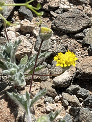 Trichoptilium incisum