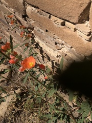 Sphaeralcea fendleri