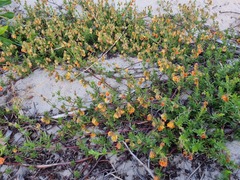 Hermannia pinnata
