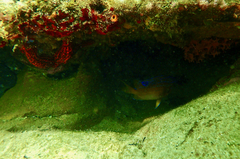 Uniophora granifera