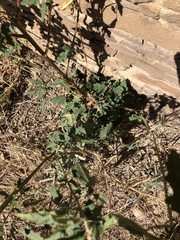 Sphaeralcea fendleri