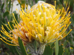 Leucospermum cuneiforme