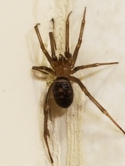 Steatoda