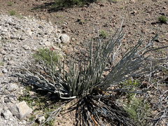 Euphorbia lomelii