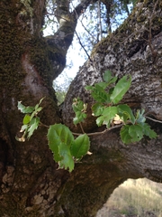 Quercus agrifolia