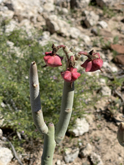 Euphorbia lomelii